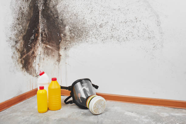 Best Mold Removal for HVAC Installations  in Piedmont, CA